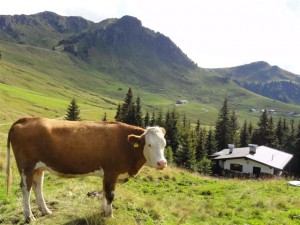 Wandern in Kitzbühel